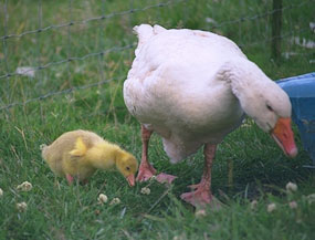 Feeding Waterfowl2